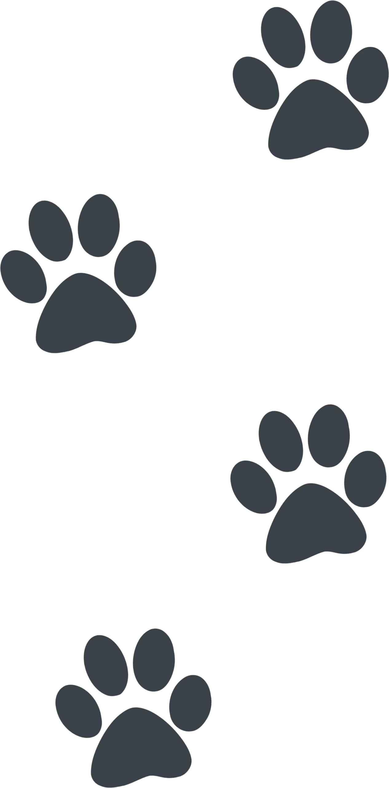 large paw prints in a trail